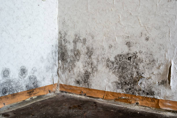 Best Office Mold Removal Services  in Pilot Mountain, NC